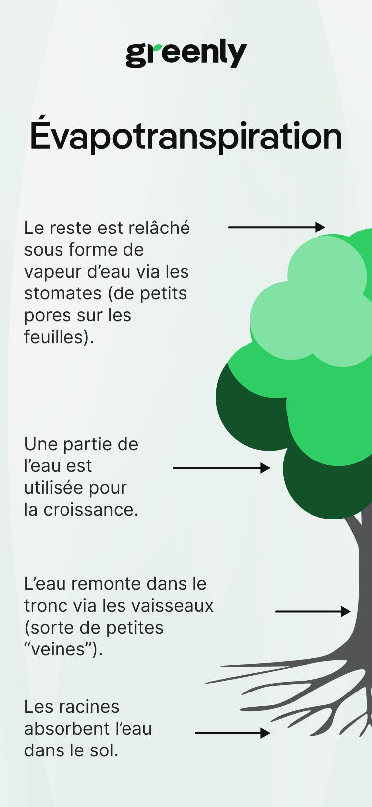 infographie décrivant le phénomène d'évapotranspiration