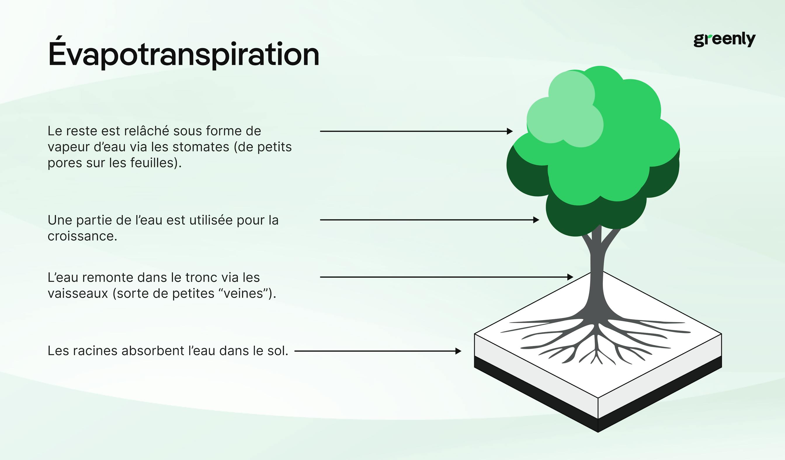 infographie décrivant le phénomène d'évapotranspiration