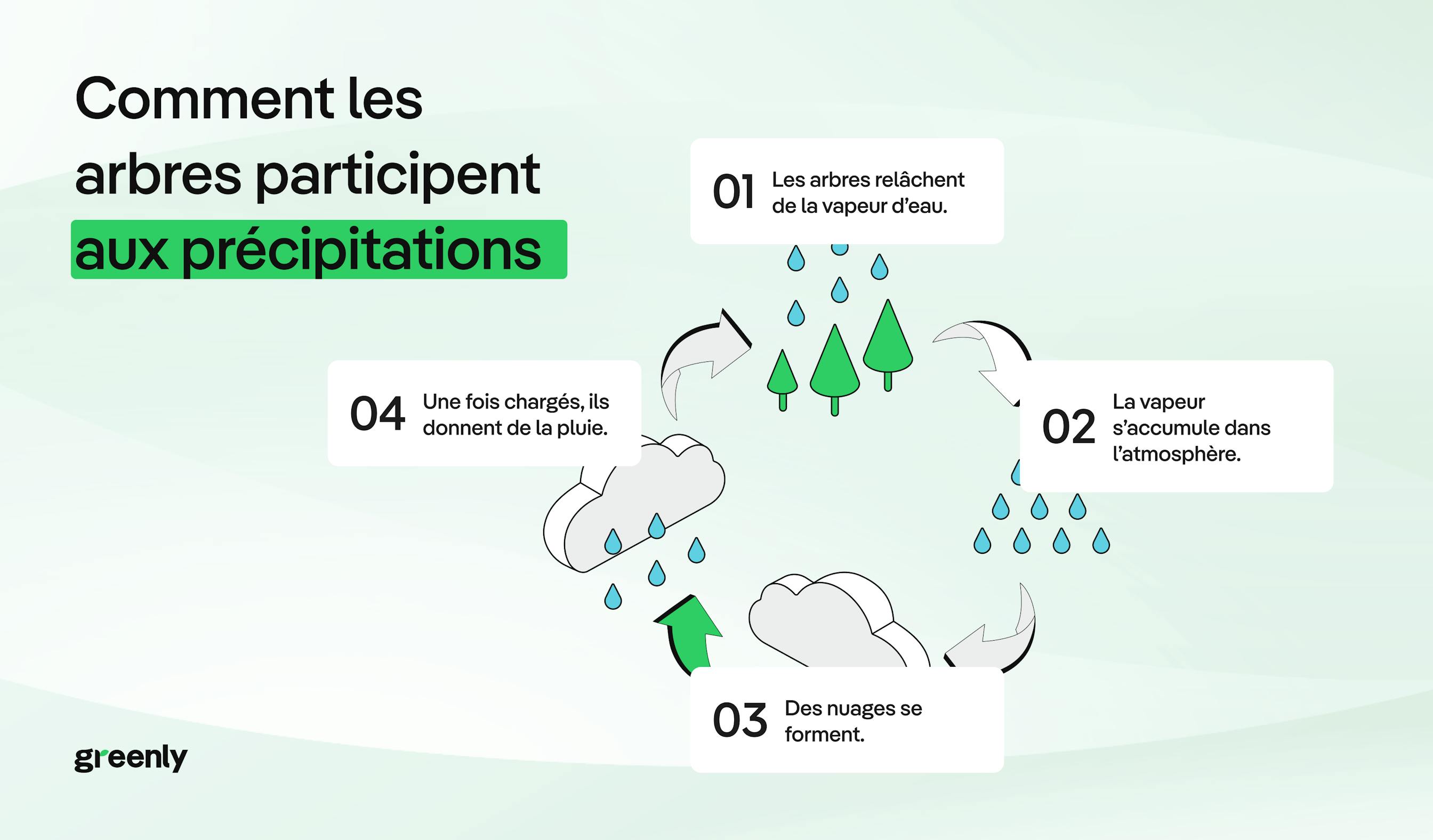 infographie décrivant la place des arbres dans le cycle de l'eau
