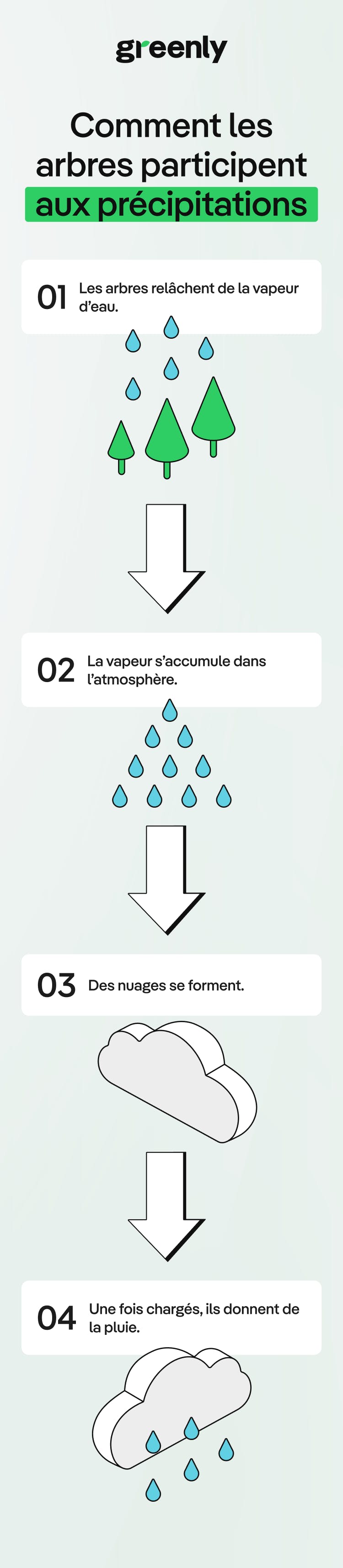 infographie décrivant la place des arbres dans le cycle de l'eau