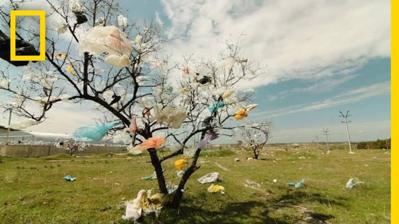 tree covered in plastic