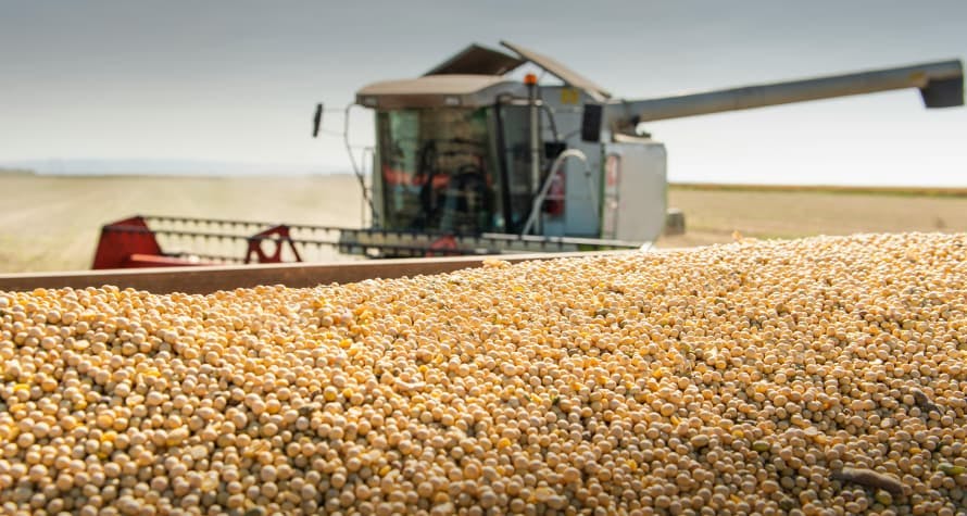 soybeans on farm