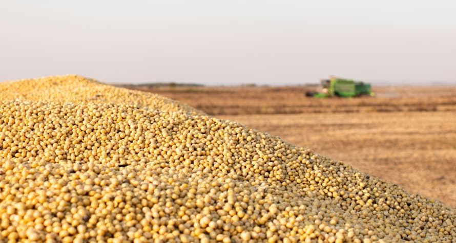 soybeans in a pile