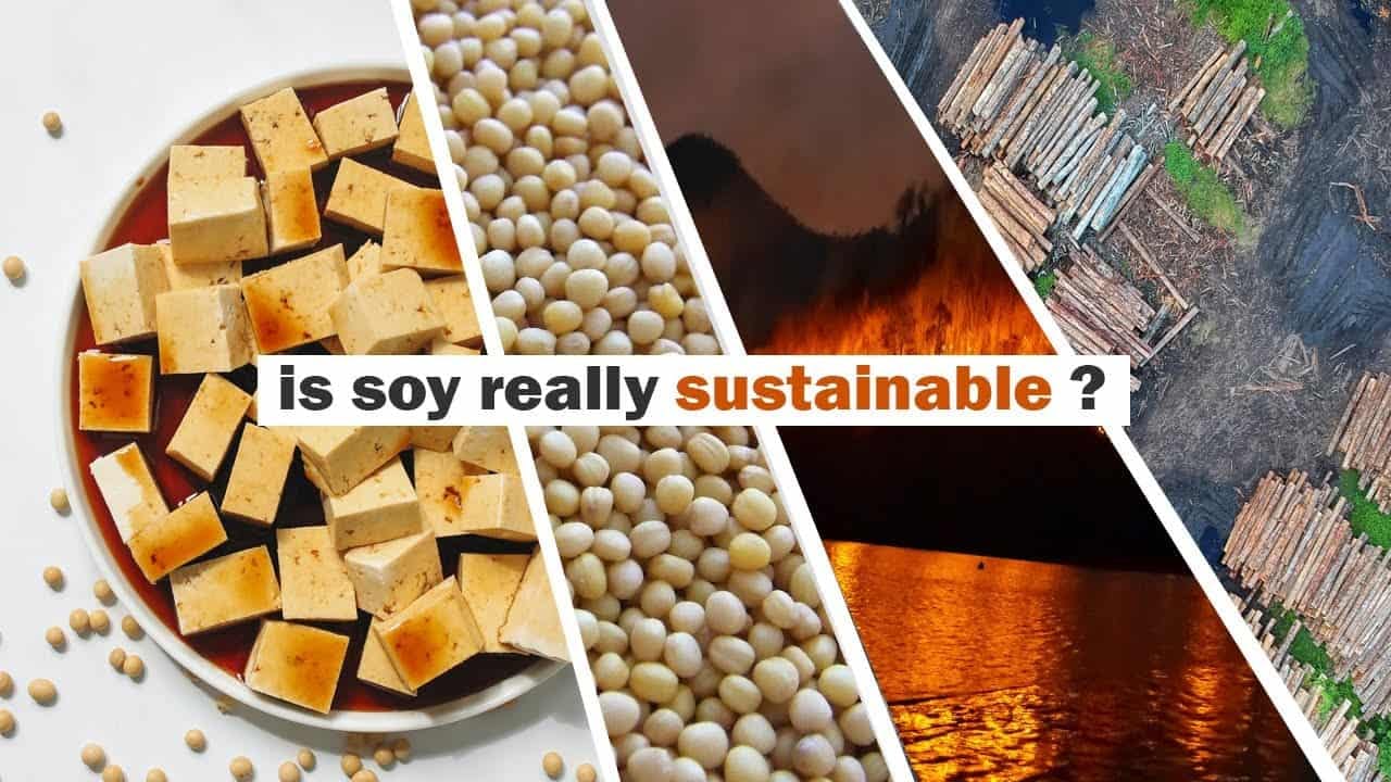 is soy really sustainable?