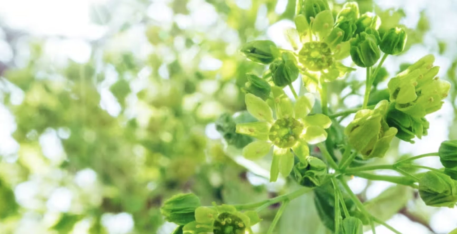 Zoom on green plants