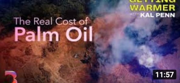 the real cost of palm oil