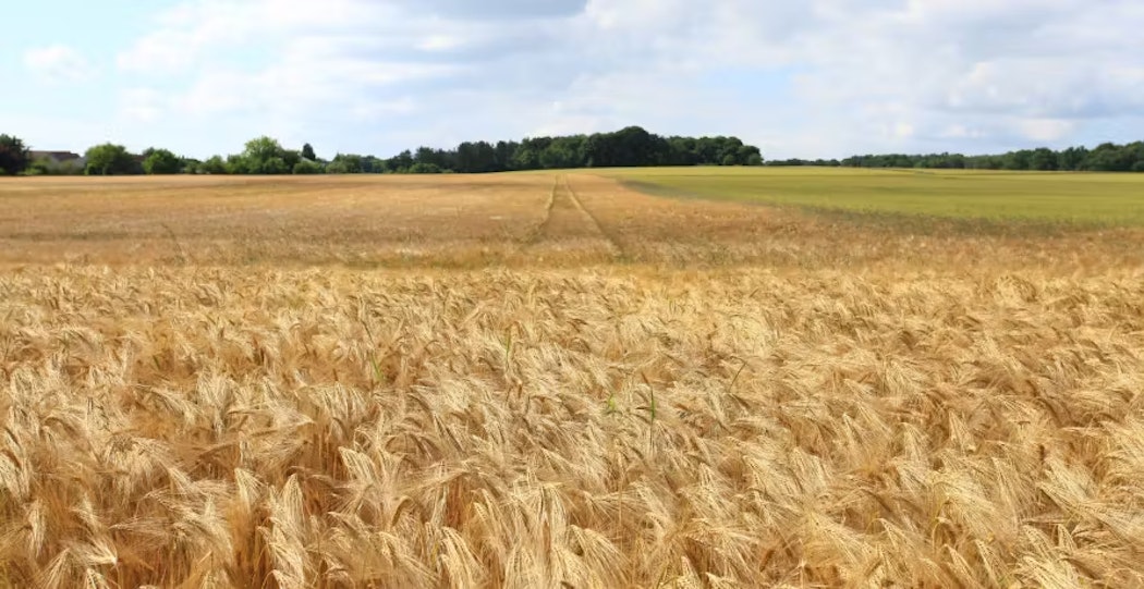 wheat field