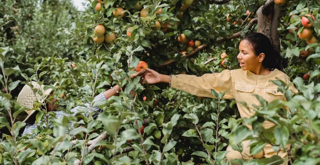 pulling oranges from tree