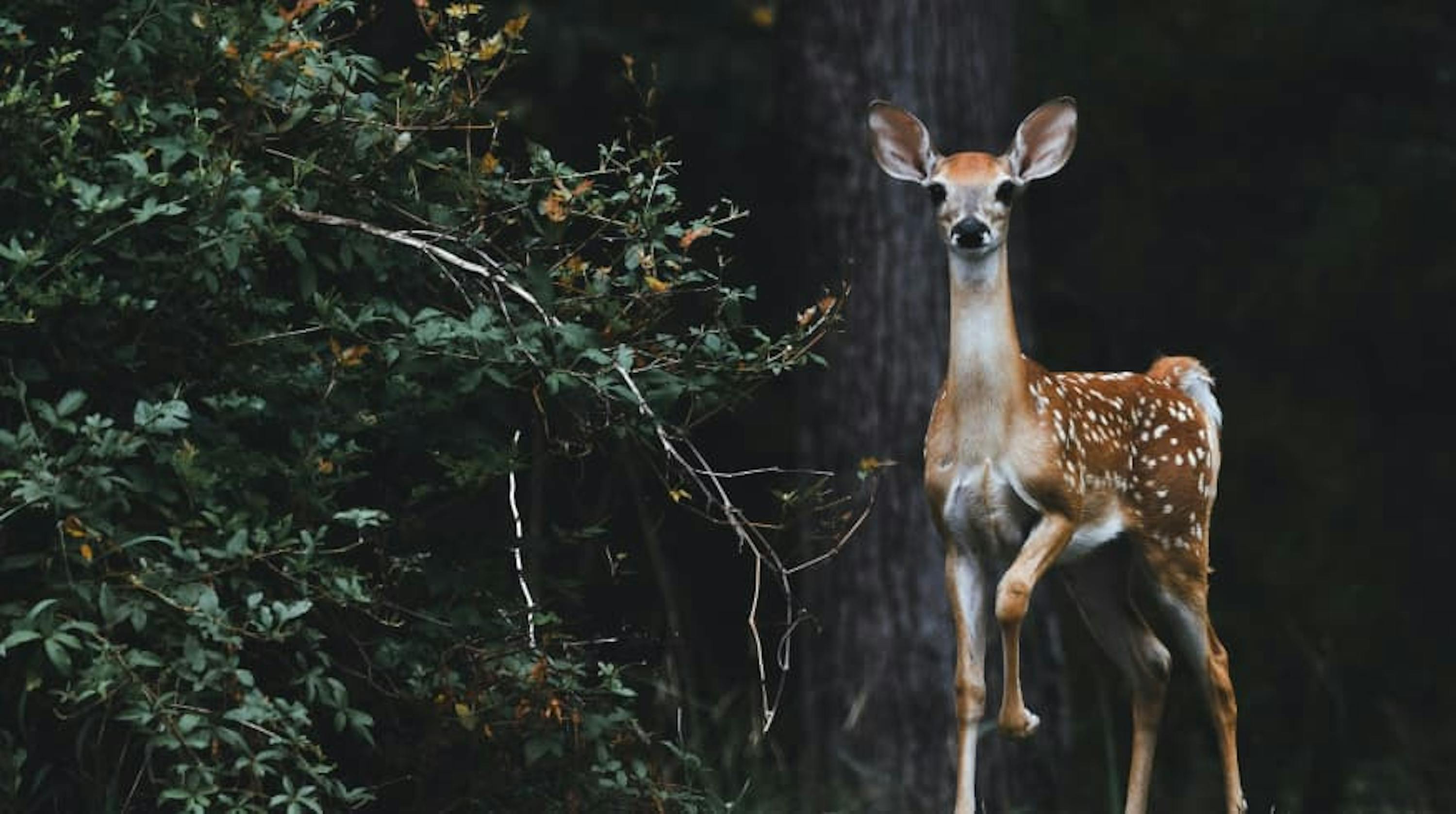 picture of baby deer