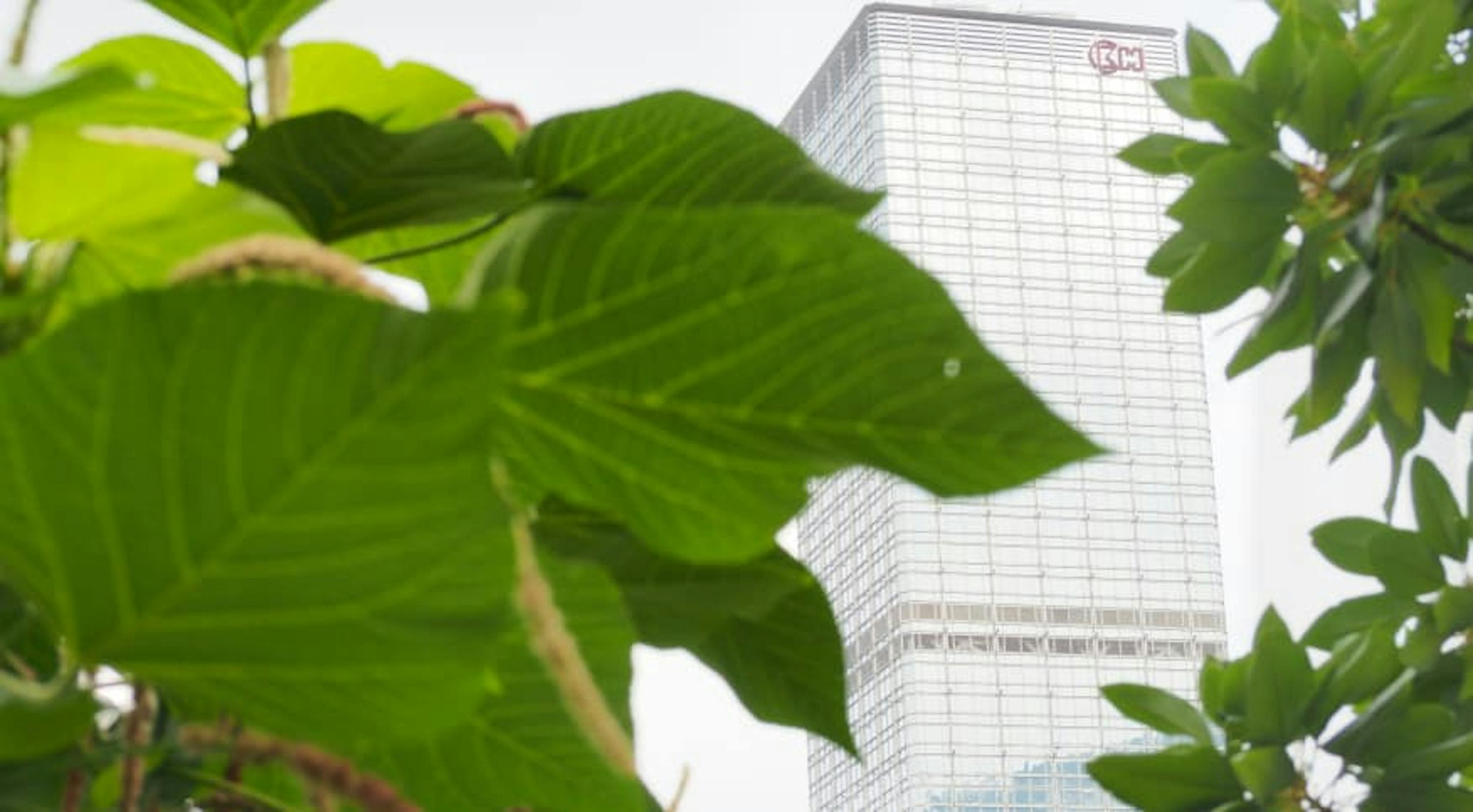 building behind big leaves