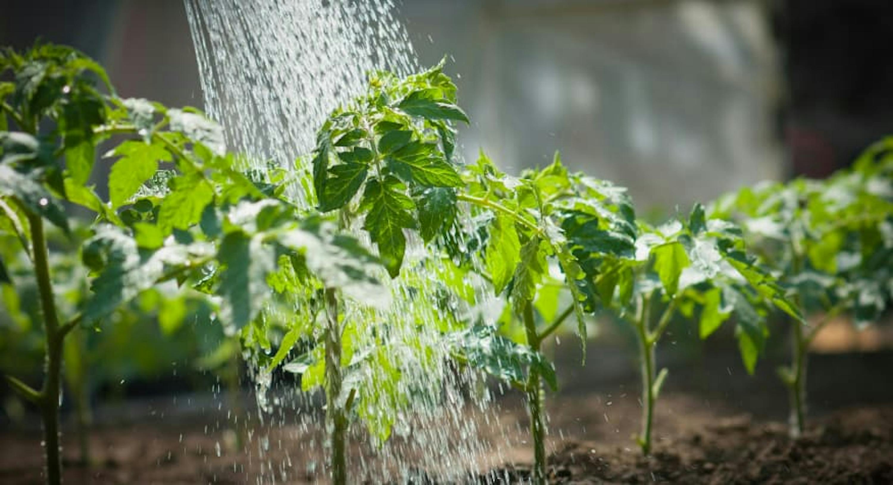 watering plants