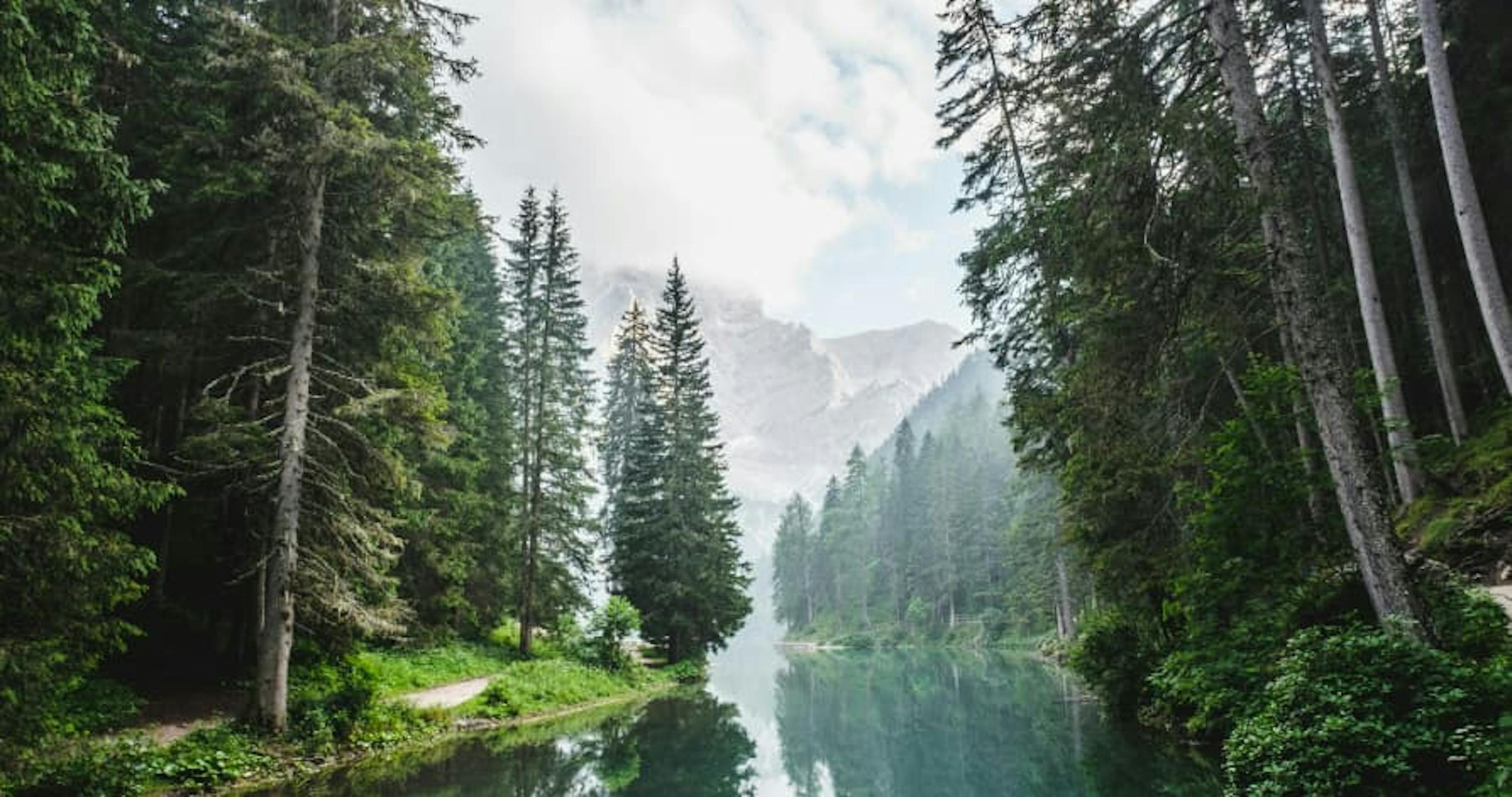 forest on lake