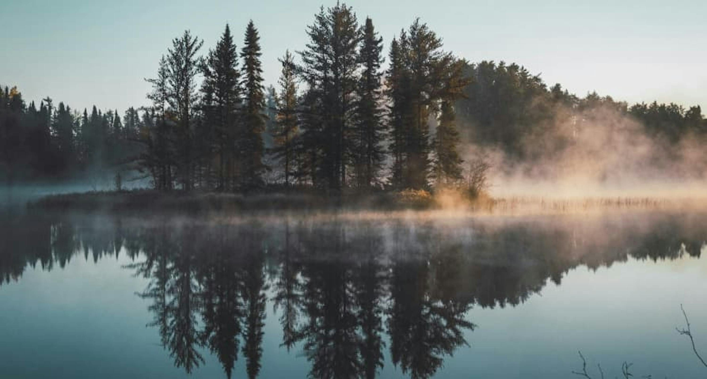 cloudy forest