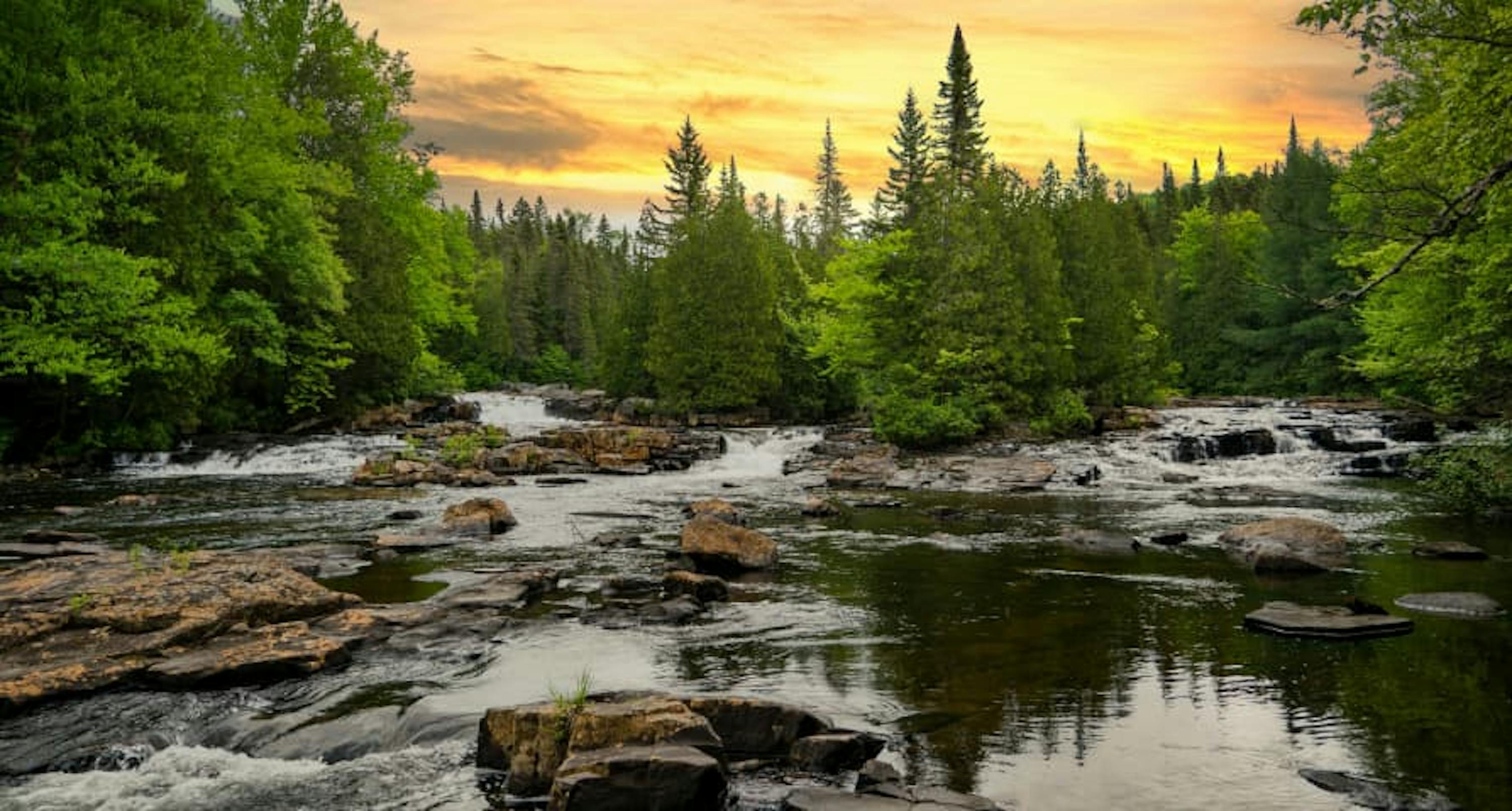 forest in sunset