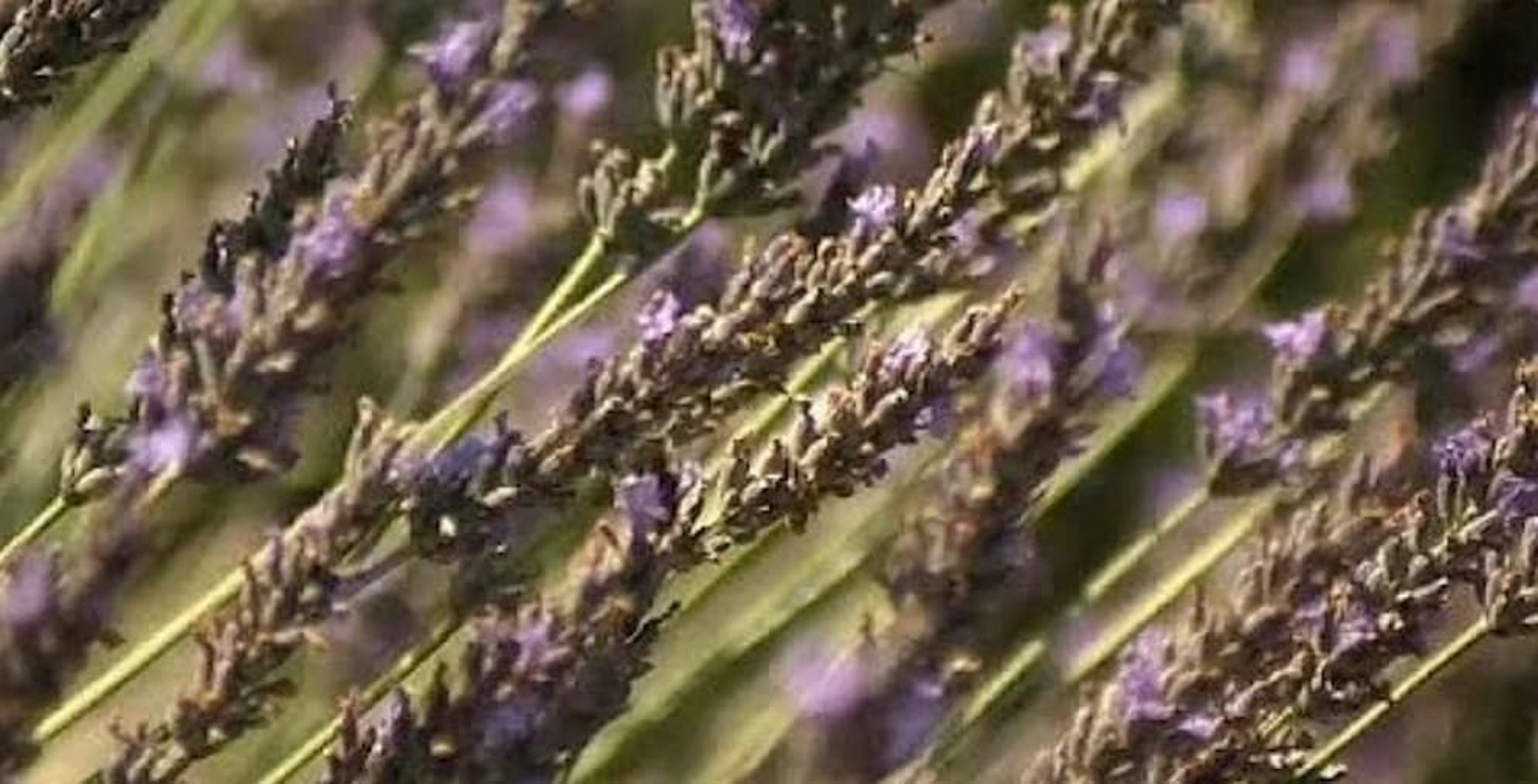 lavender