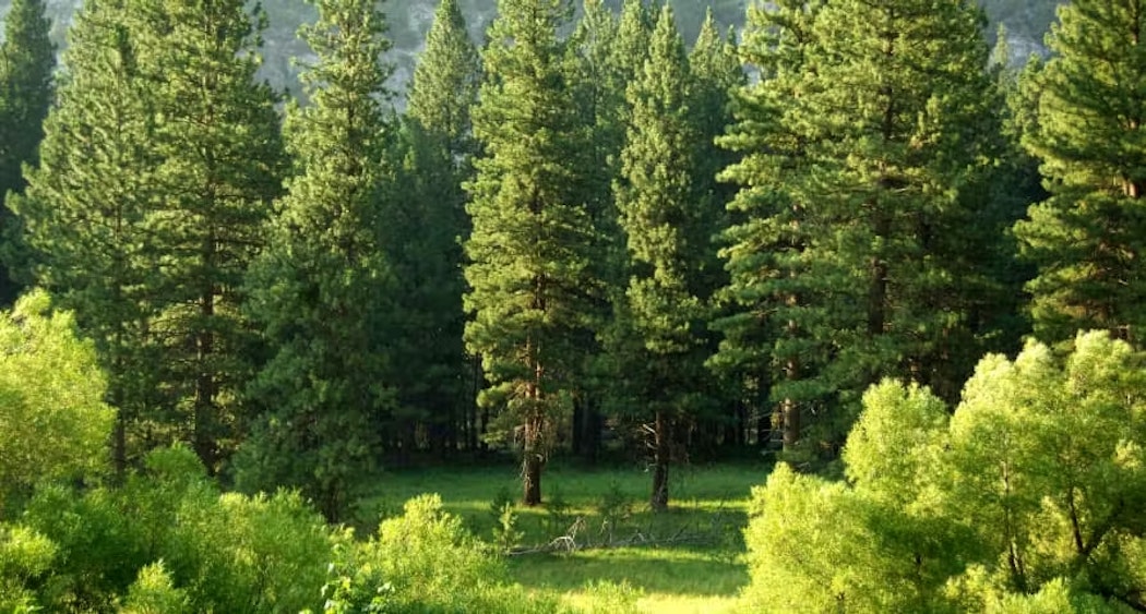 forest trees