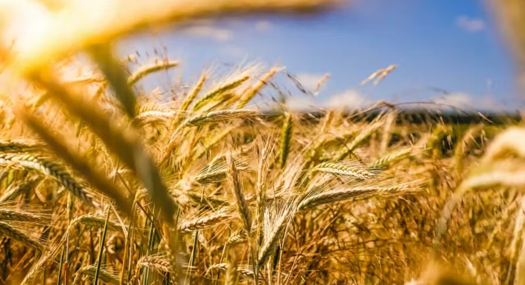 wheat field blue sky