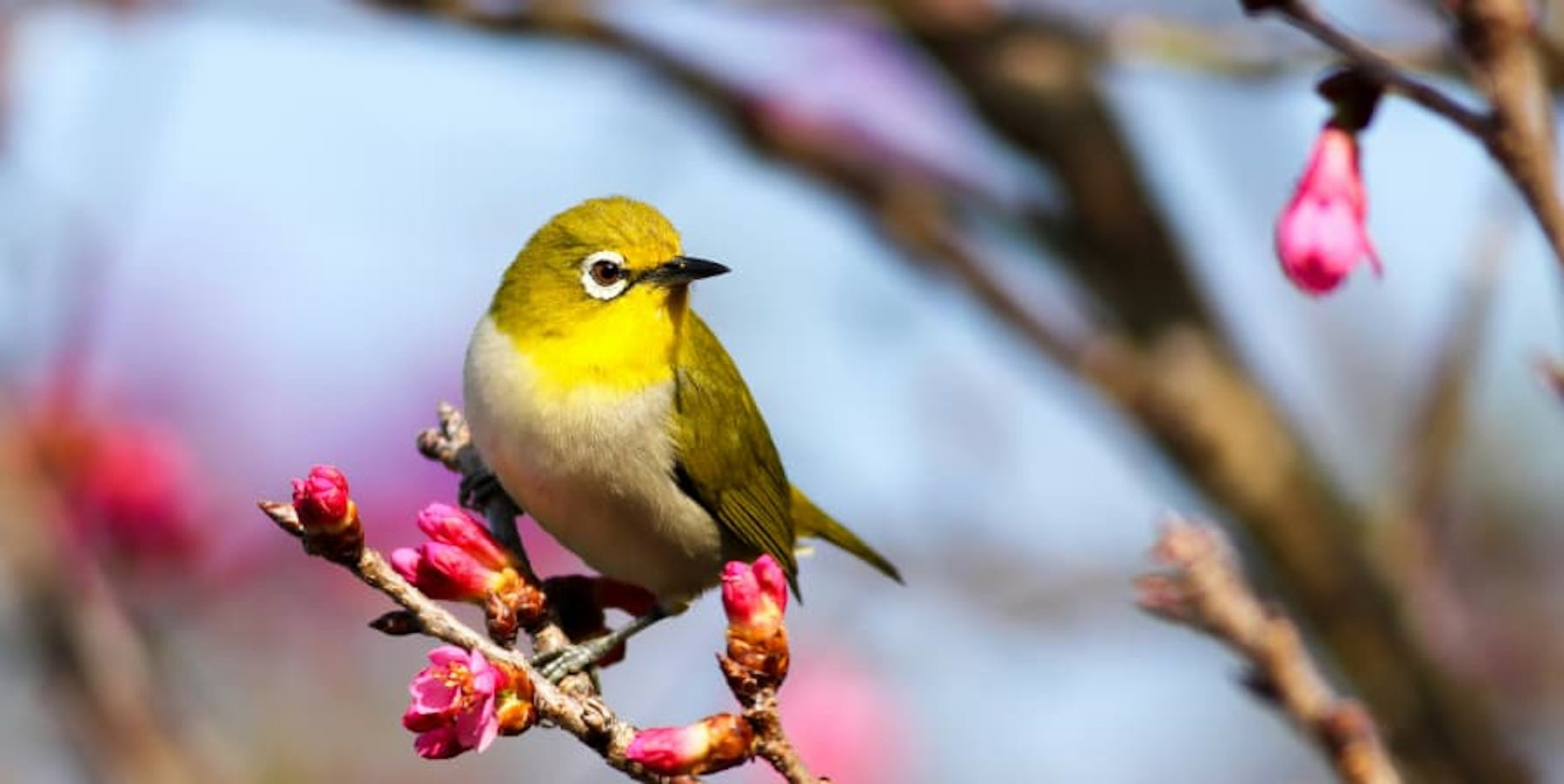 small yellow bird on bright pink cherry blossom branch