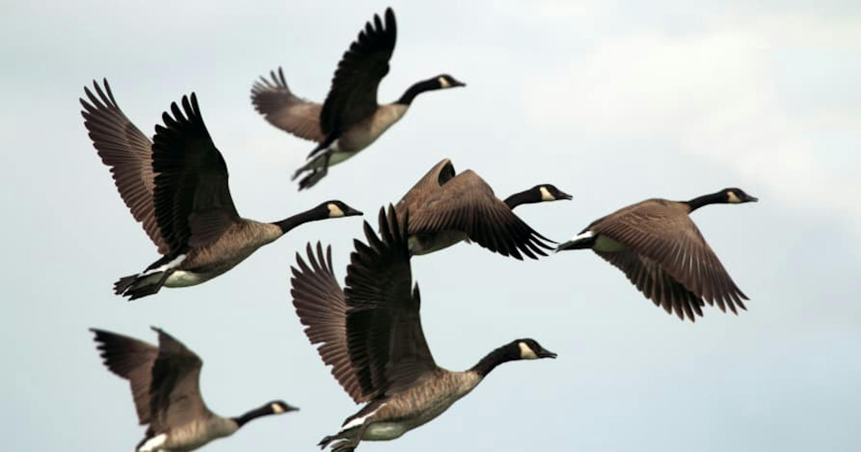 birds flying in a flock