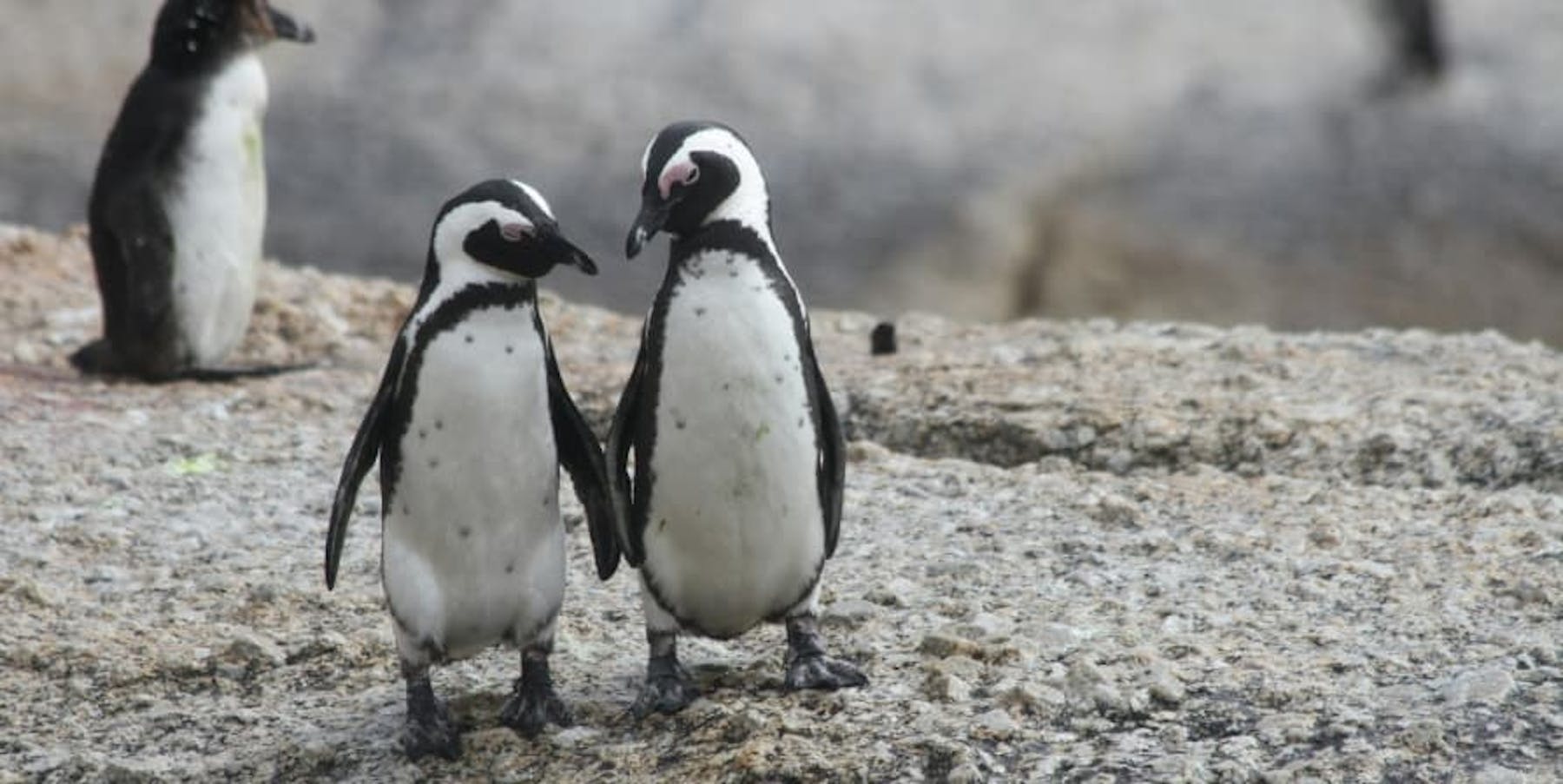 penguins holding hands