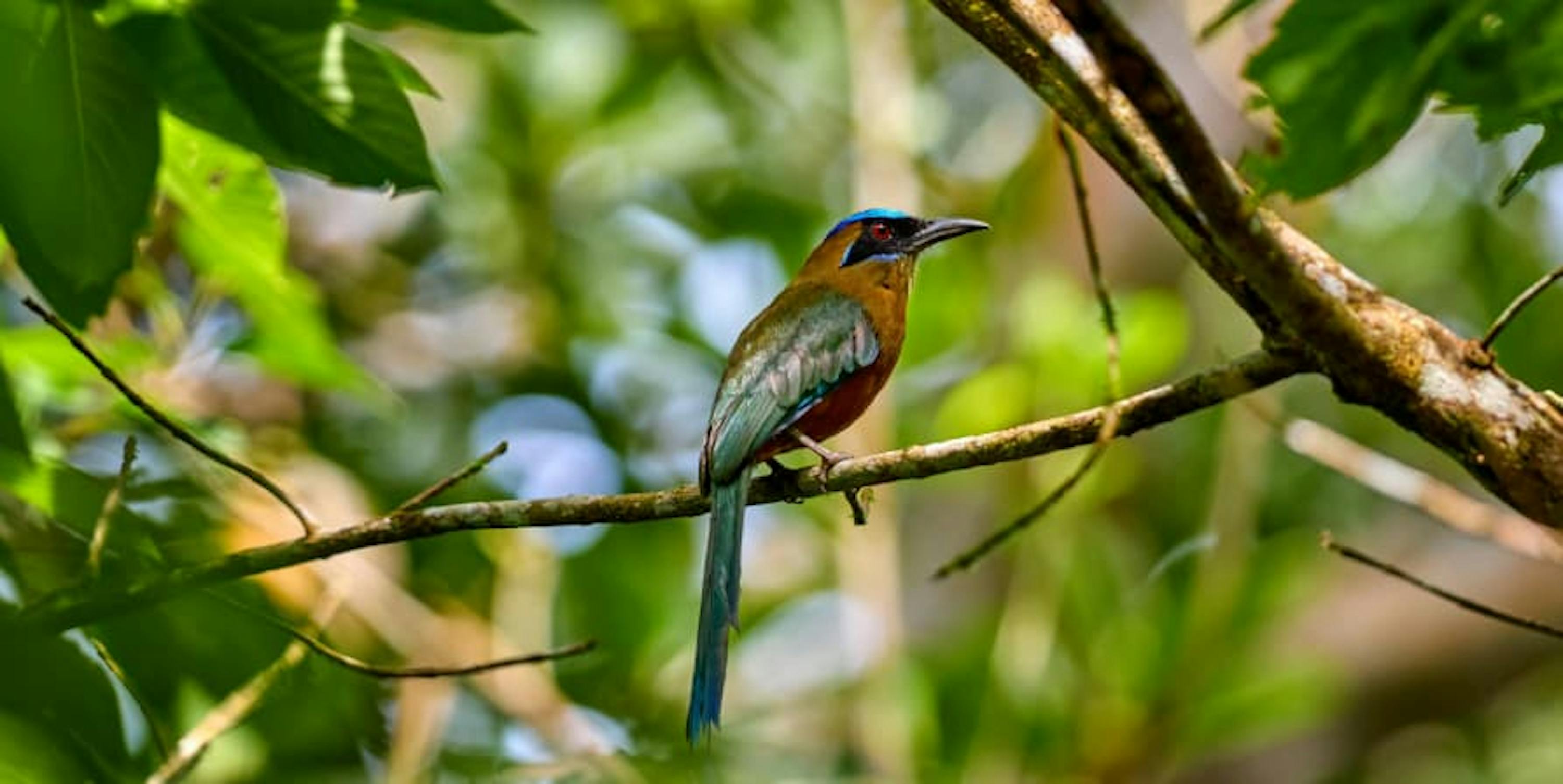 colorful bird on tree branch