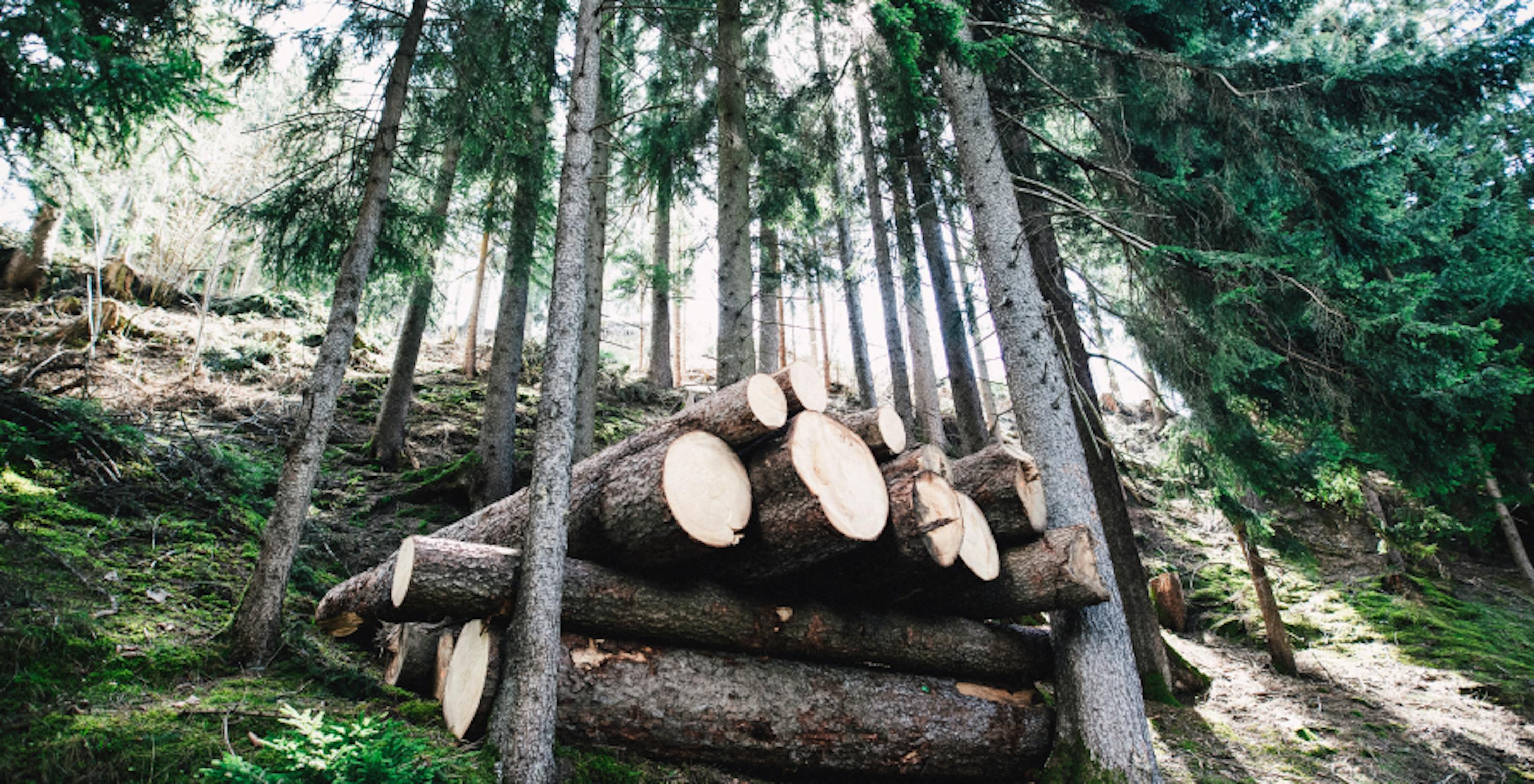 trunks cut in a forest