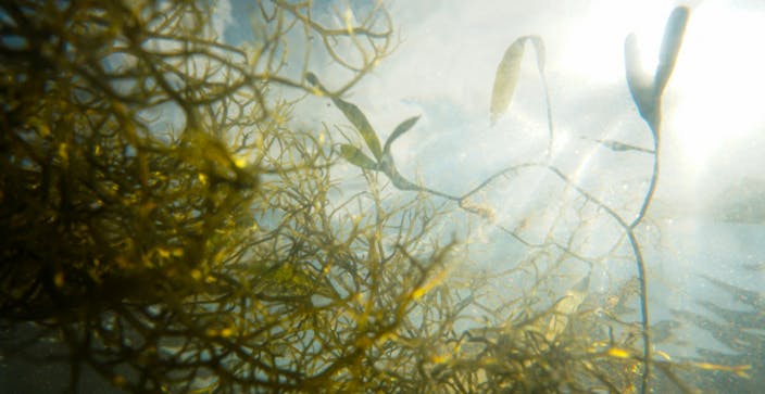 Algae under water on Tampa Bay Estuary