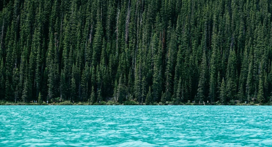 green pine trees and turquoise lake