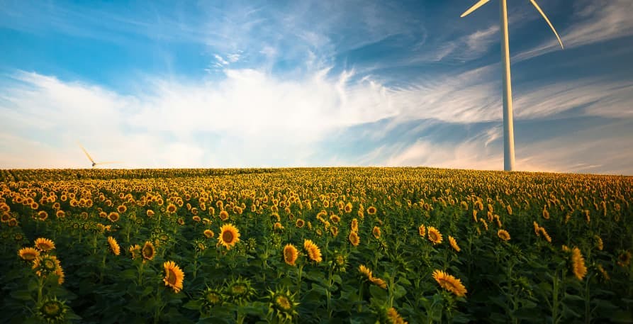 sunflower field with wind turbine