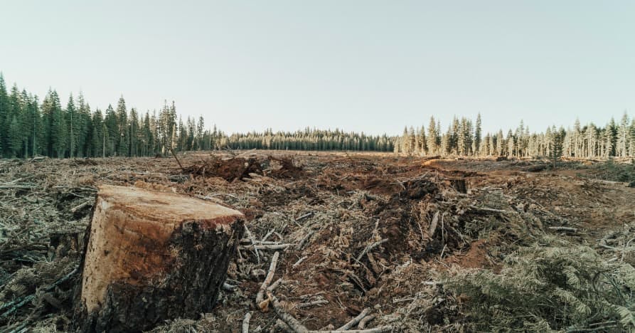 cut down trees in barren area