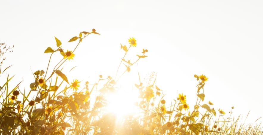 sunlight in sunflower field