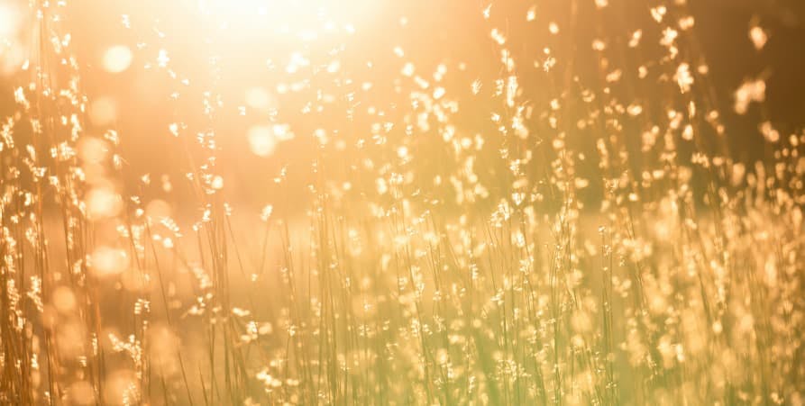 sunlight in wheat field