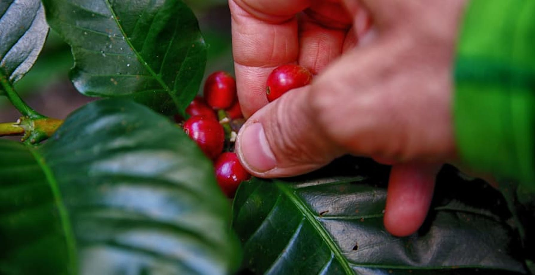 someone picking a coffee cherry from the Coffea plant
