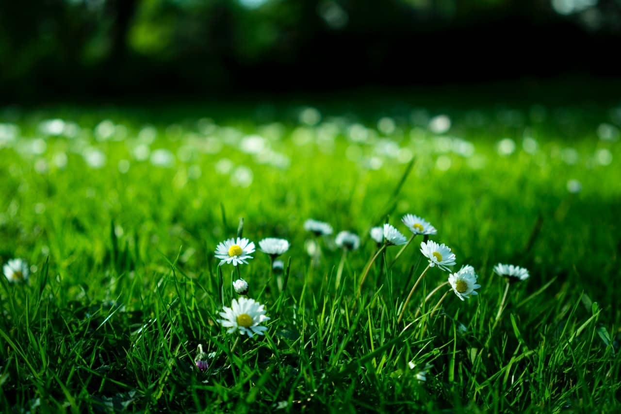 White daisy on grass field