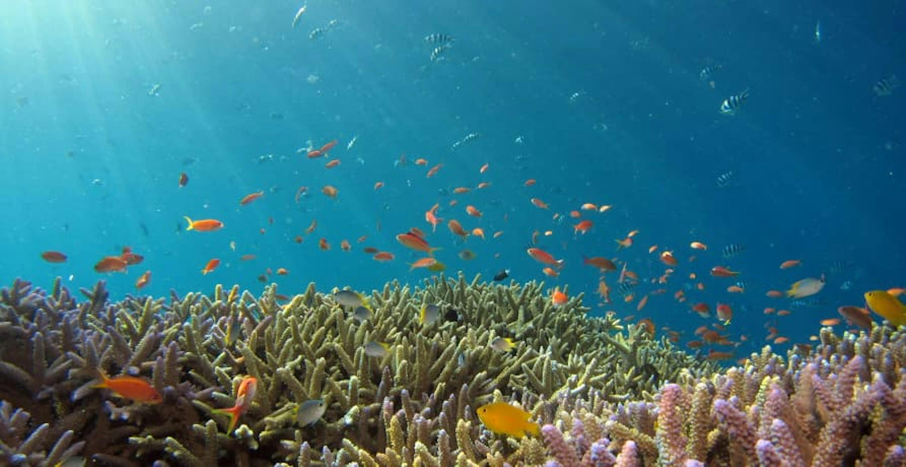 colorful ocean fish life