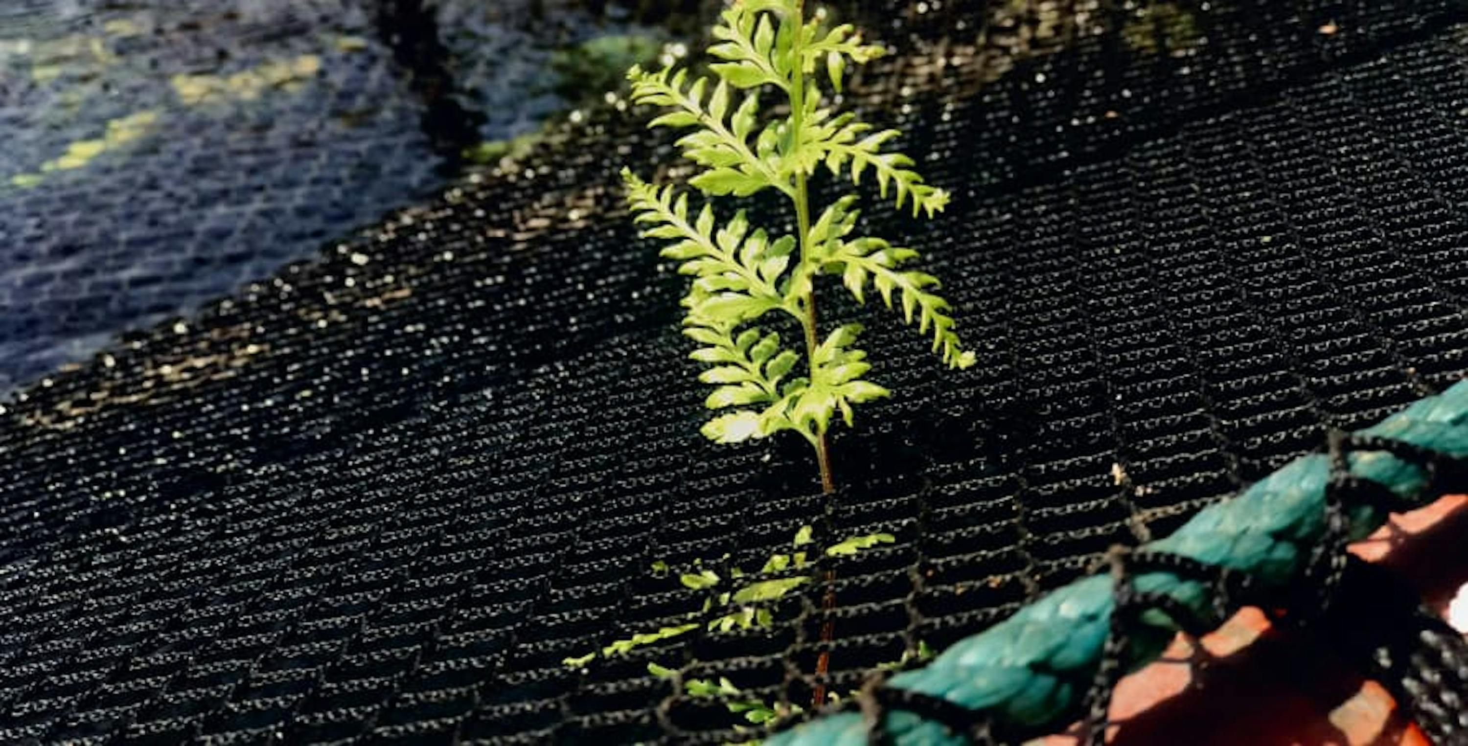 small green plant growing