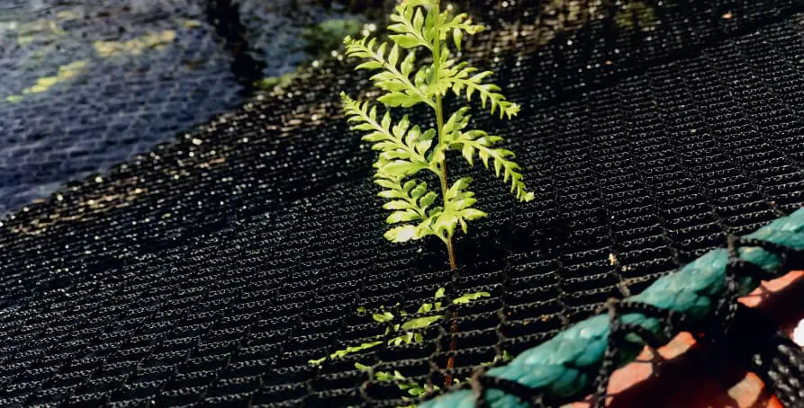 small green plant growing