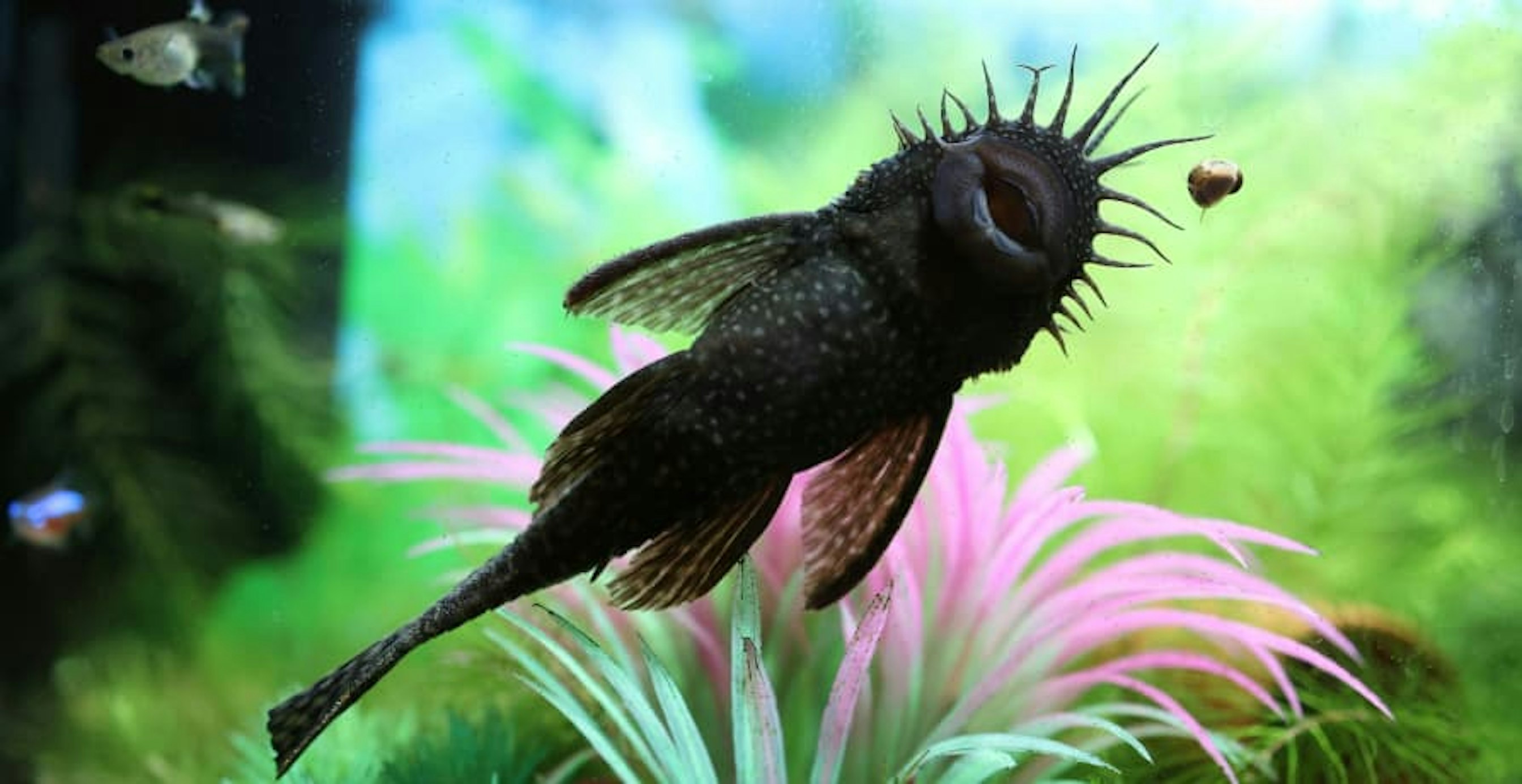 fish species in water