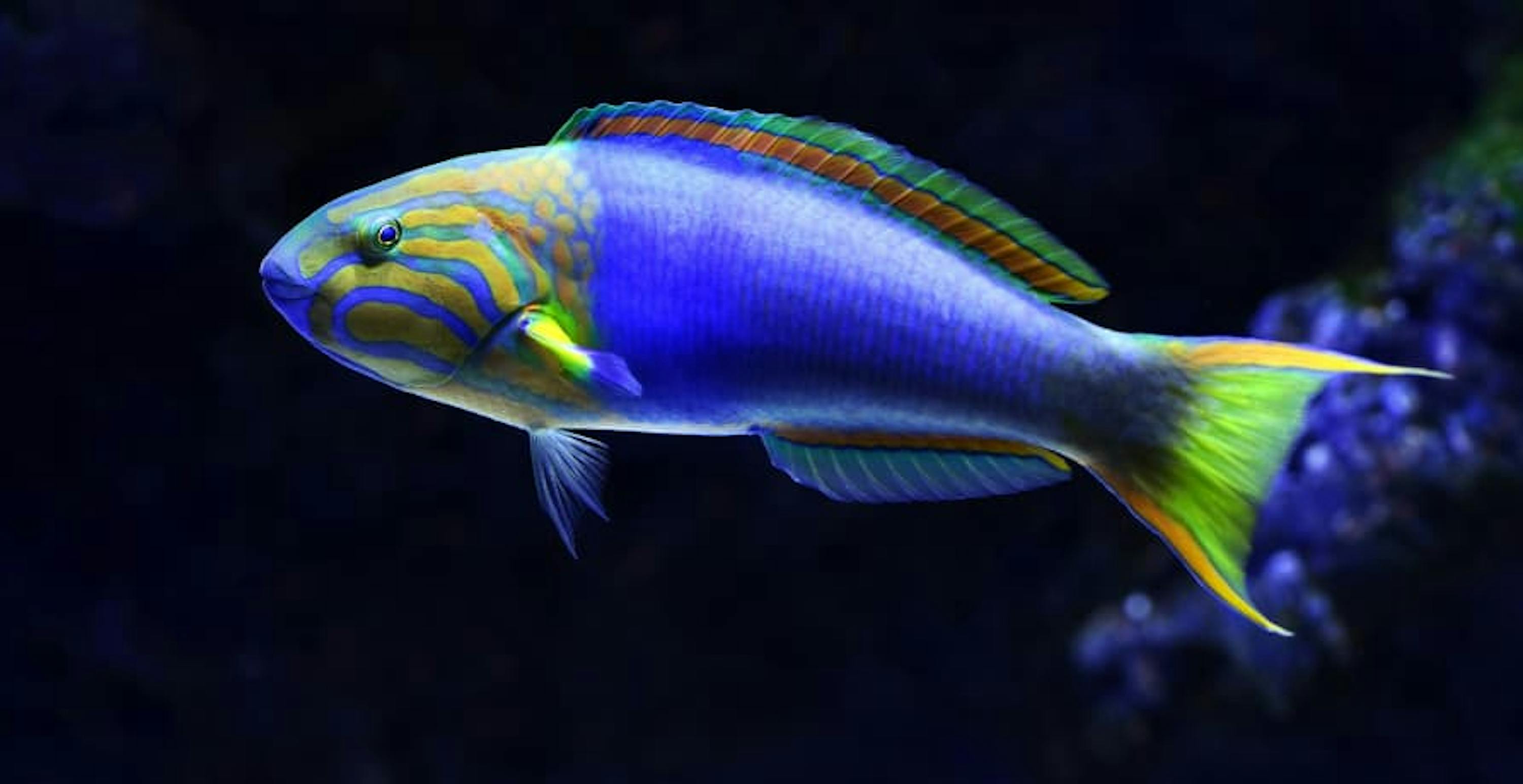 bright blue fish