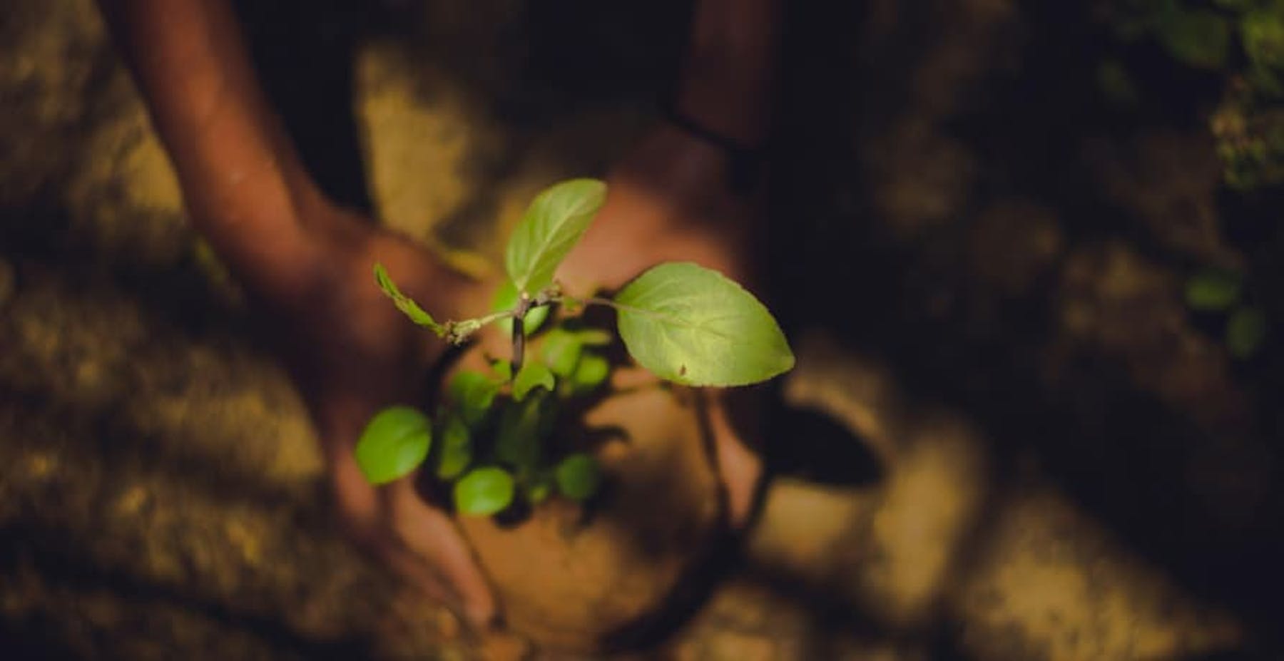 person holding a planted seedling in the shade