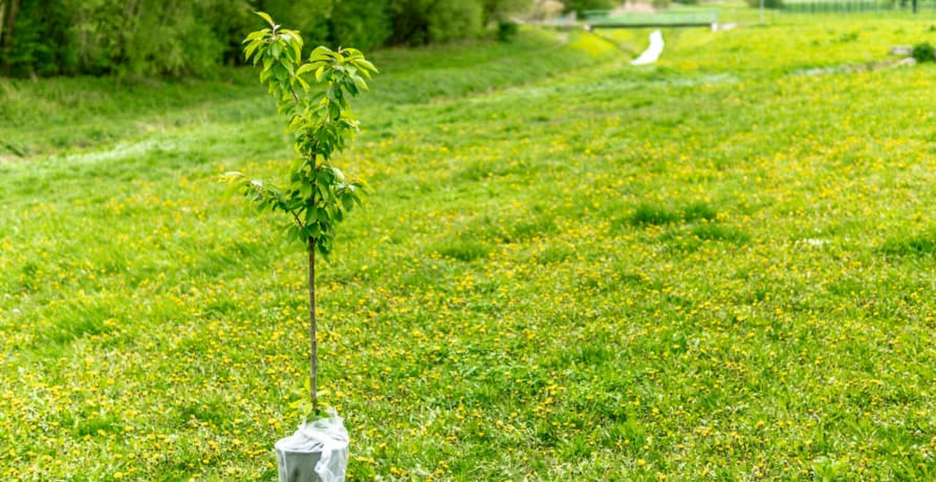 planted seedling in green field