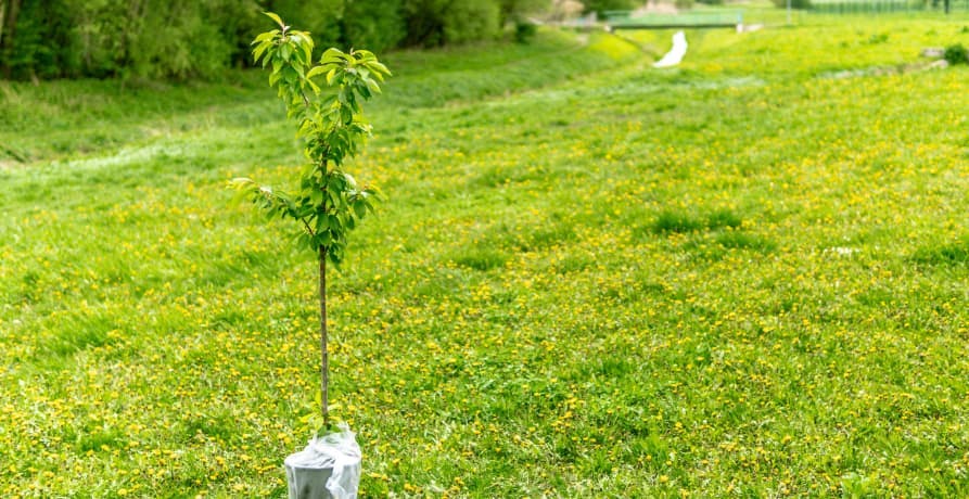 planted seedling in green field