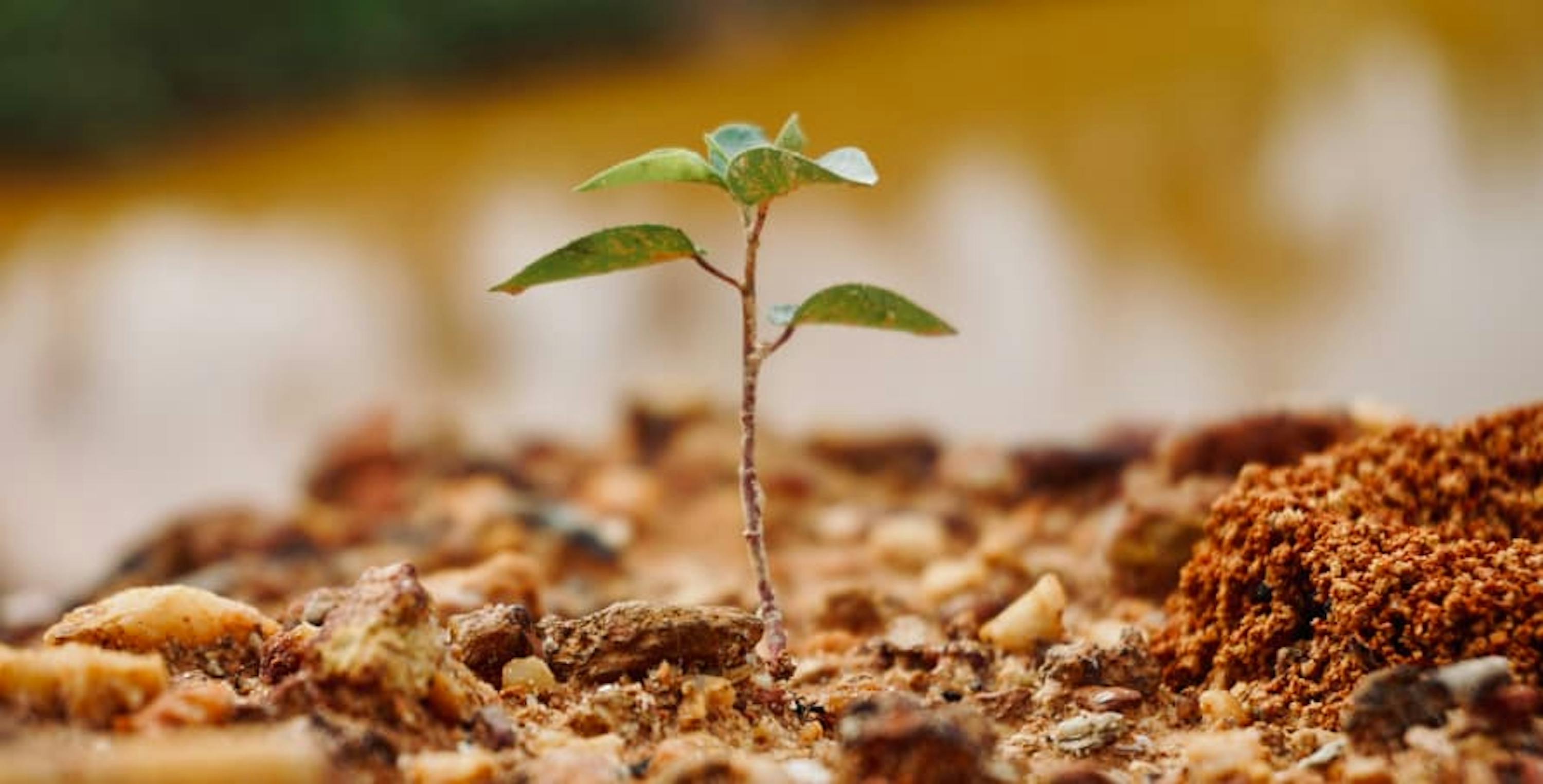 seedling planted in red rocks