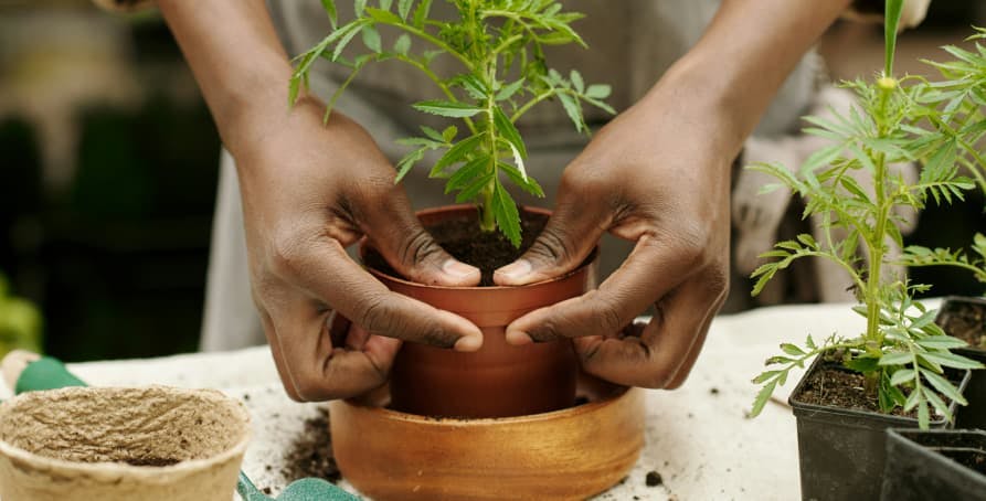 person planting a tree in pot
