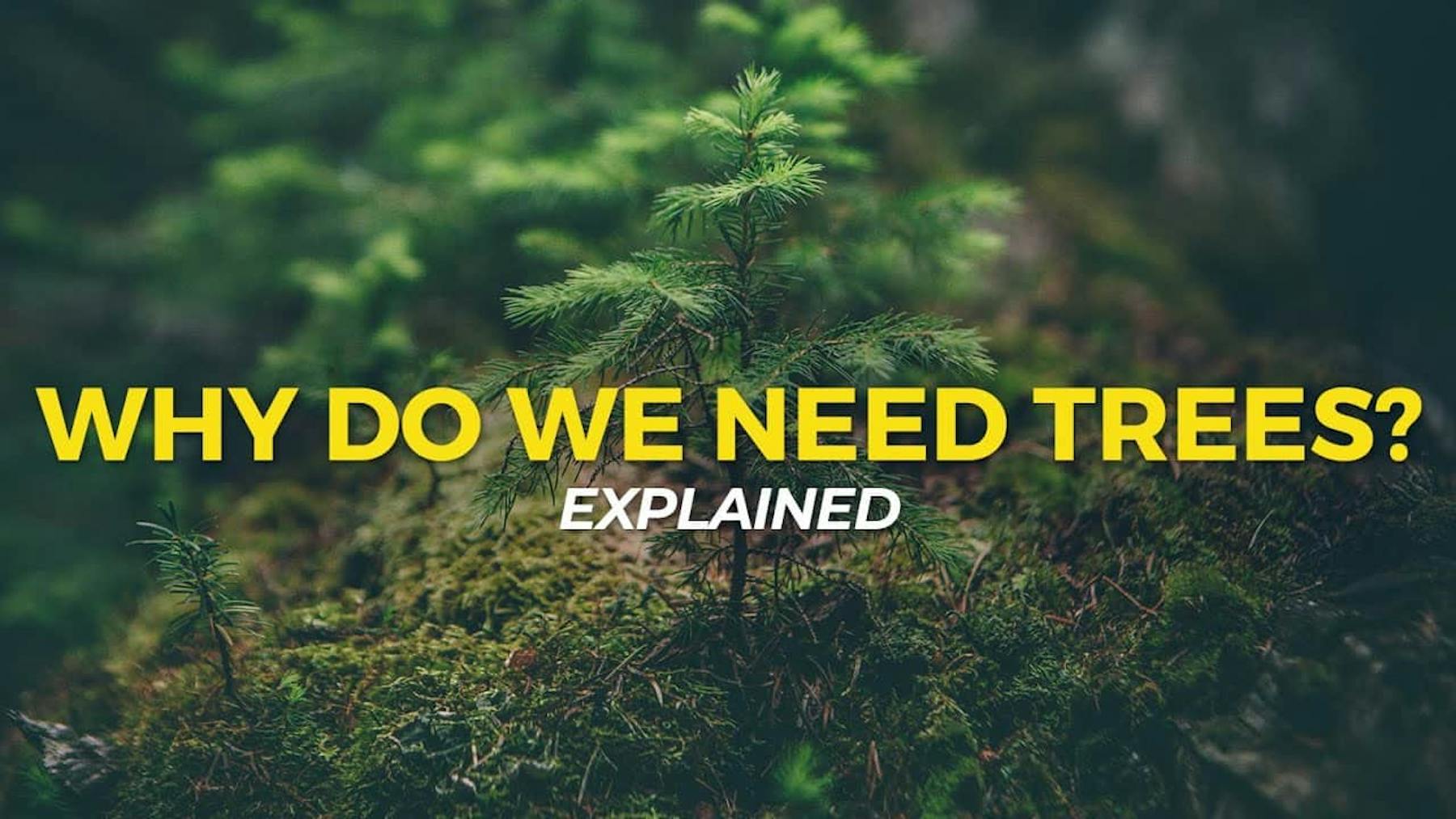 why do we need trees?