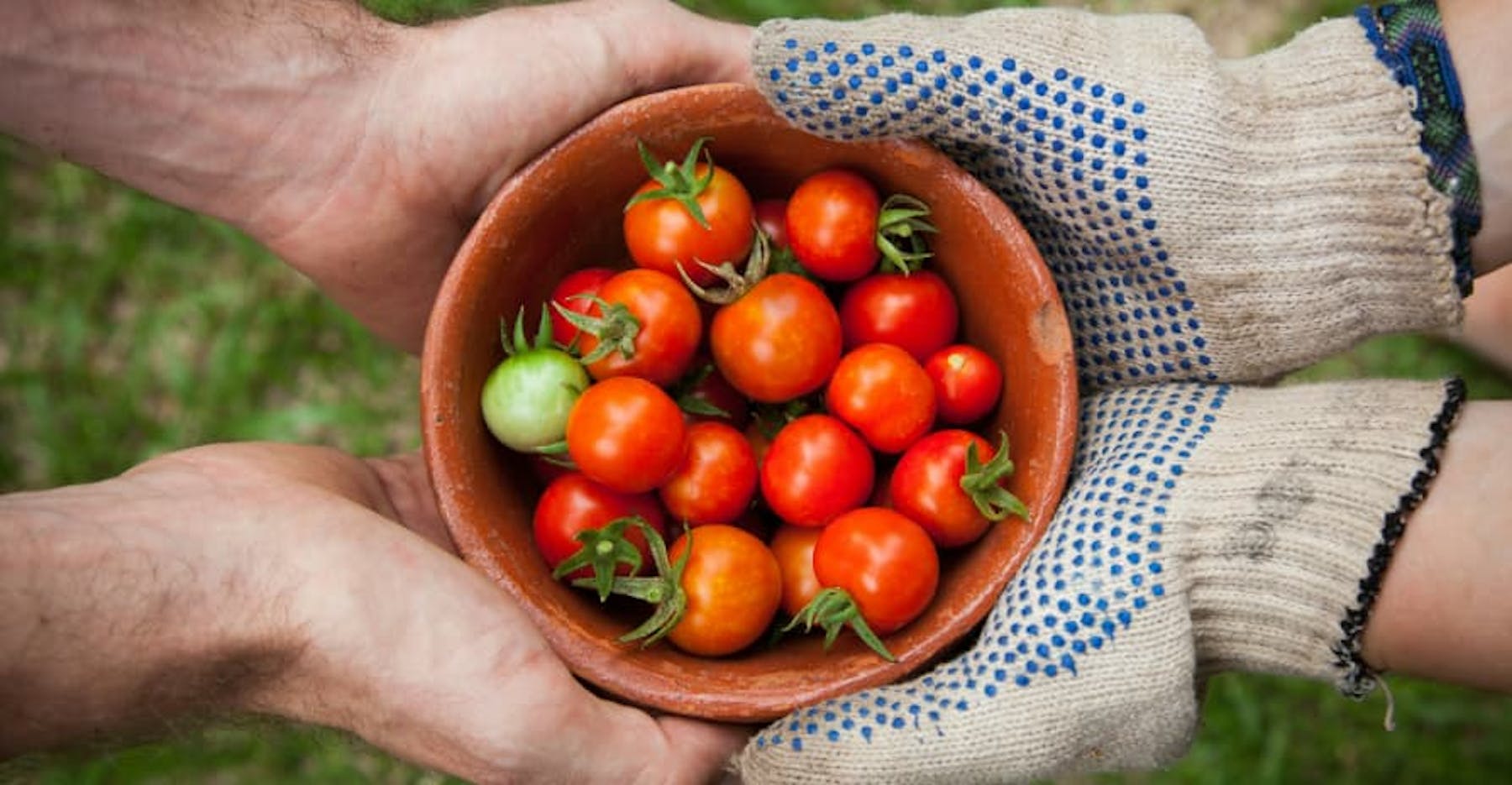 cherry tomatoes in bowl