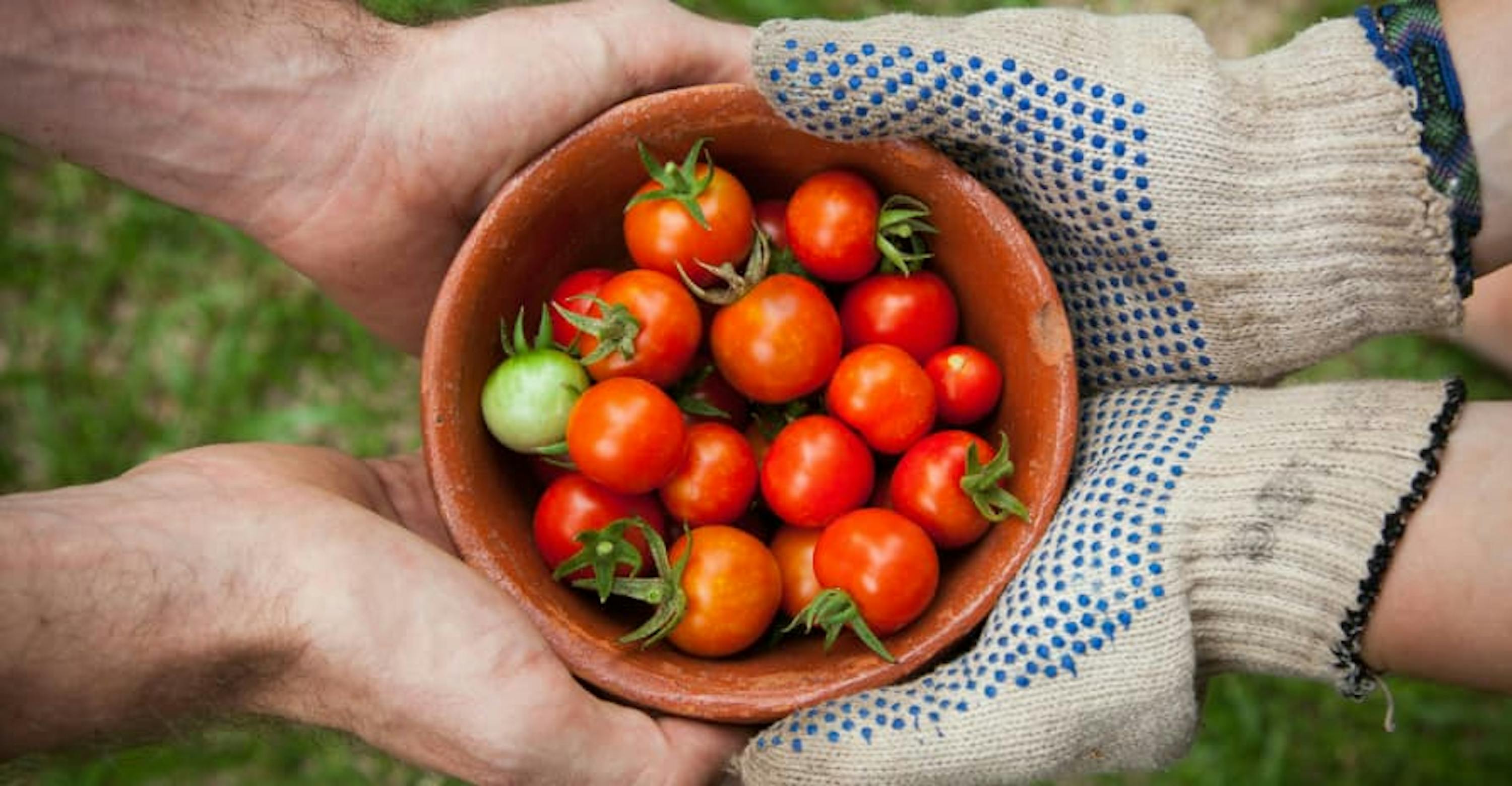 cherry tomatoes in bowl