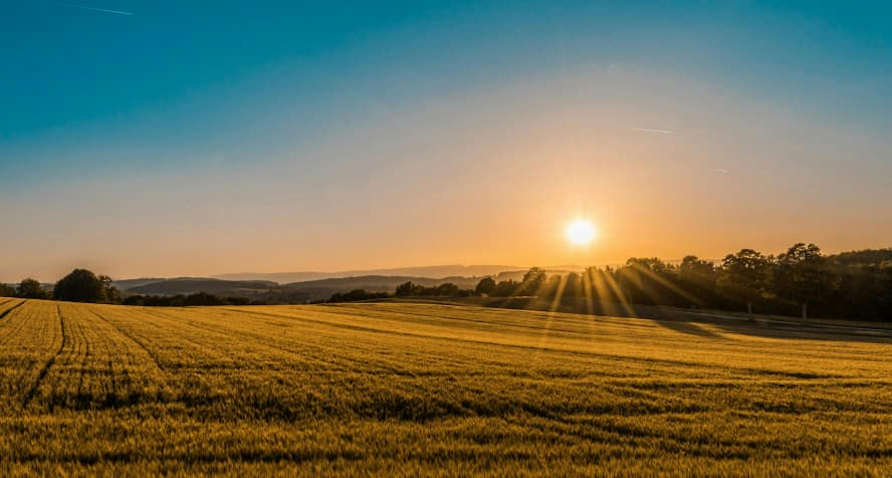 dry brown sunny field