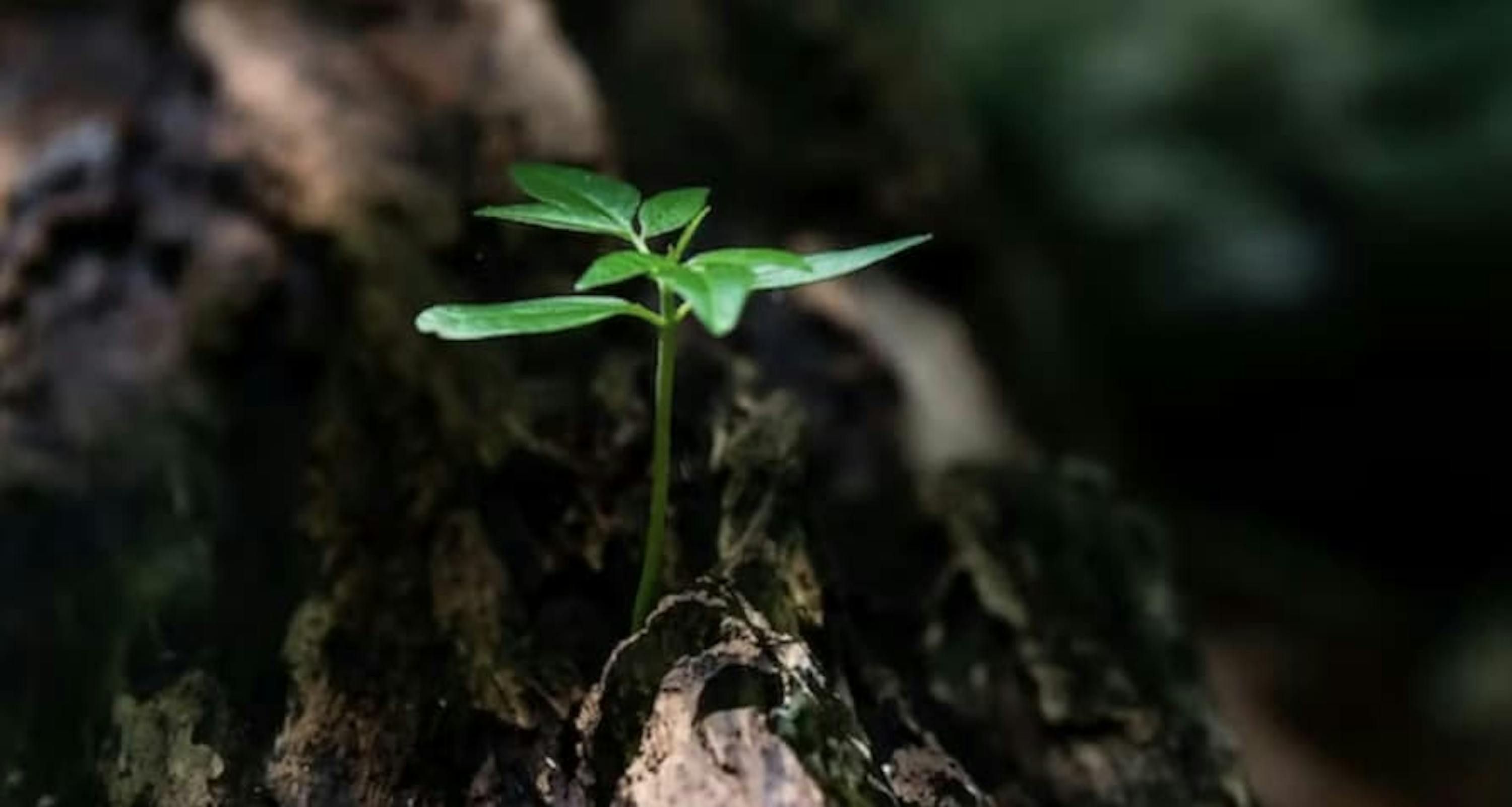 Green plant seedling on tree trunk