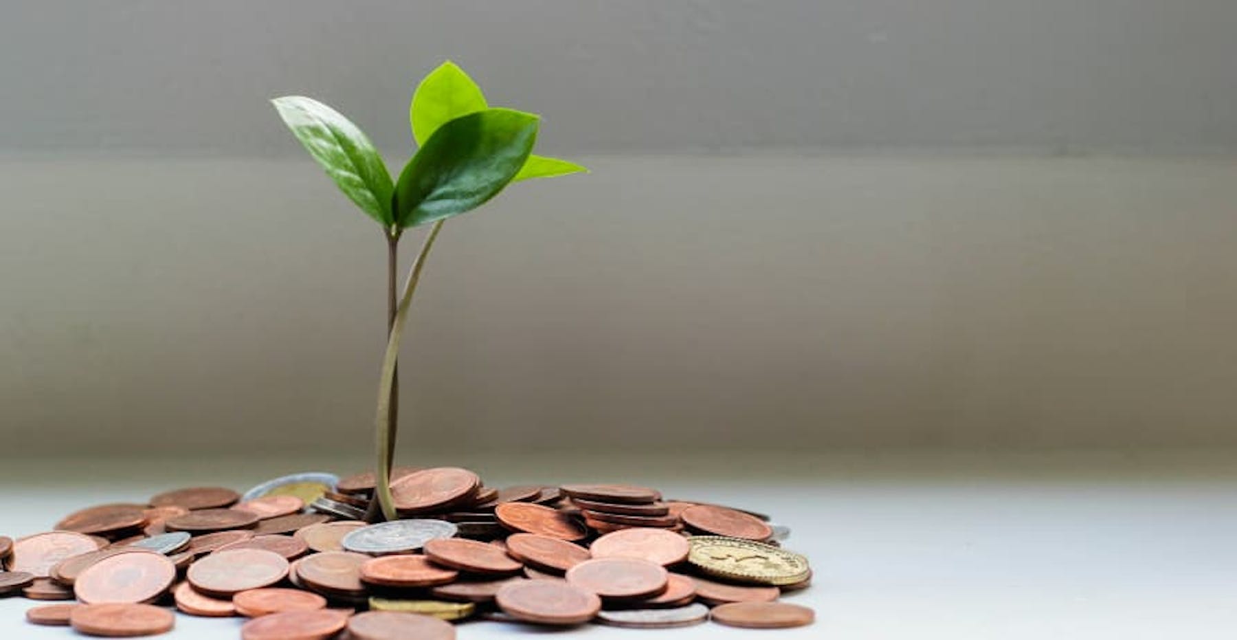 seedling in pile of pennies